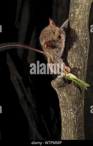 Spektrale Tarsier (Tarsius tarsier), es hat gerade eine Heuschrecke gefangen sind, in würgefeige Baum, Tangkoko National Park, Nord Sulawesi, Indonesien Stockfoto