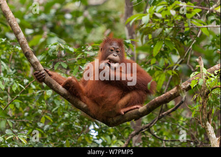 Bornesischen Orang-utan (Pongo pygmaeus wurmbii) Kinder in Baum, Tanjung Puting Nationalpark, Borneo, Kalimantan, Indonesien Stockfoto