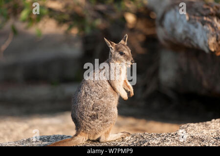 Mareeba Rock Wallaby (Petrogale mareeba) Queensland, Australien Stockfoto