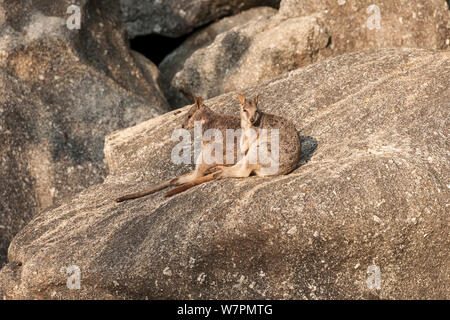 Mareeba Rock Wallaby (Petrogale mareeba) sitzen auf den Felsen, Queensland, Australien Stockfoto