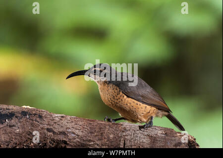 Weibliche Victoria's Riflebird (Ptiloris victoriae) auf einem Zweig, Queensland, Australien gehockt Stockfoto