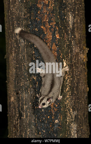 Sugar Glider (Petaurus breviceps) Fütterung auf aus einem Baumstamm sap. Atherton Tablelands, Queensland, Australien Stockfoto