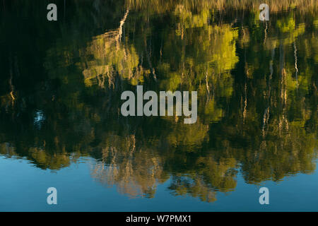 Bäume spiegeln sich in Wasser bei Sonnenuntergang, Atherton Tablelands, Queensland, Australien Stockfoto