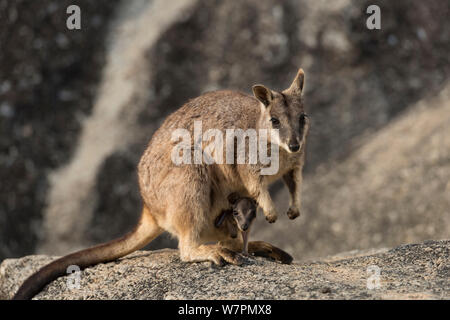 Mareeba Felsen-Wallaby (Petrogale Mareeba) Mutter mit Joey in ihrem Beutel, Queensland, Australien Stockfoto