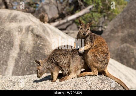 Mareeba Rock Wallaby (Petrogale mareeba) Mutter mit Joey in ihrer Tasche mit männlichen Wallaby grooming Mutter. Queensland, Australien Stockfoto