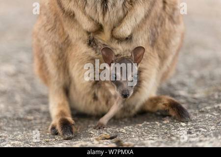 Mareeba Felsen-Wallaby (Petrogale Mareeba) Mutter mit Joey in ihrem Beutel, Queensland, Australien Stockfoto