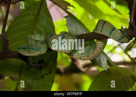 Tempel pitviper (Tropidolaemus wagleri) im Bako Nationalpark, Sarawak, Malaysia Borneo Stockfoto