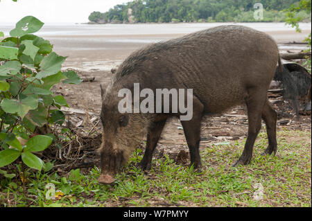 Bornesischen bärtigen Schweine (Sus Barbatus) Nahrungssuche auf Teluk Assam Strand. Bako Nationalpark, Sarawak, Borneo, Malaysia Stockfoto