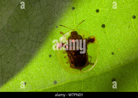 Goldene Schildkröte Käfer (Charidotella sexpunctata) Tanjung Puting Nationalpark, Borneo, Kalimantan, Indonesien Stockfoto