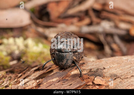 Skarabäus Käfer (Scarabaeidae) rolling ball von Mist, Tanjung Puting Nationalpark, Borneo, Kalimantan, Indonesien Stockfoto