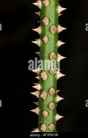 Dornigen Stengel rattan Palm (Calameae) im Wald. Tangkoko National Park, Nord Sulawesi, Indonesien Stockfoto