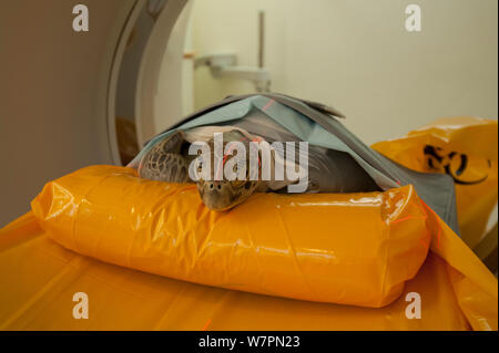 Verletzte Suppenschildkröte (Chelonia mydas) "Angie" erhält ein CT-Scan am x-ray Facility von Cairns Diagnostische Bildgebung Queensland, Australien, Dezember 2011 Stockfoto