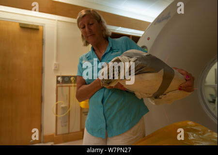 Jennie Gilbert von der Cairns Turtle Rehabilitation Center kümmert sich um verletzte Suppenschildkröte (Chelonia mydas) "Angie", als sie sich ein CT-Scan. Queensland, Australien, Dezember 2011 Stockfoto