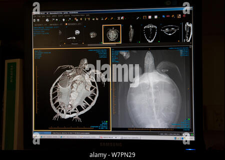 CT-Scan der verletzten Grüne Schildkröte 'Angie' (Chelonia mydas) von der Cairns Turtle Rehabilitation Centre, Cairns Diagnostische Bildgebung. Queensland, Australien Stockfoto