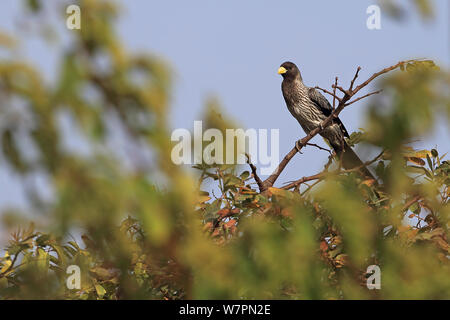 Western Grau Wegerich - Esser (Crinifer piscator) thront, Gambia Stockfoto