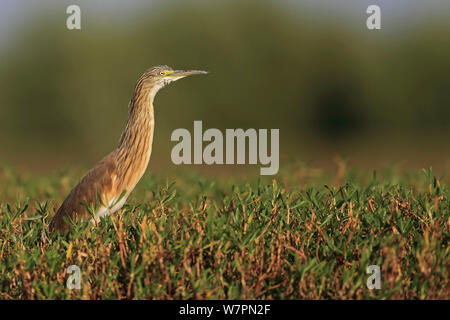Squacco Heron (Ardeola ralloides) Profil ansehen, Gambia Stockfoto