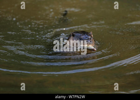 Wild gemeinsame Fischotter (Lutra lutra) schwimmen die Fische, Thetford, Norfolk, Großbritannien, Februar Stockfoto