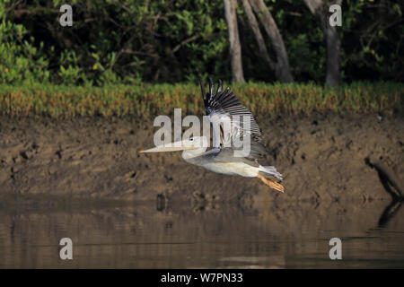 Rosa-backed Pelican (Pelecanus rufescens) im Flug Gambia Stockfoto