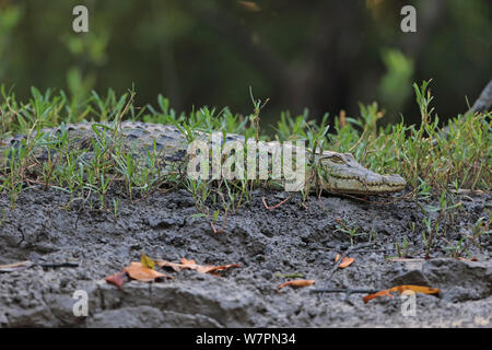 West African Krokodil (Crocodylus niloticus) am Ufer, Gambia Stockfoto
