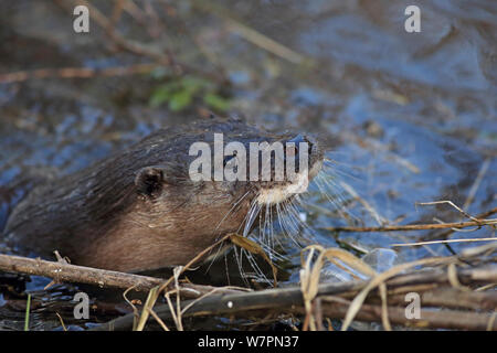 Wild gemeinsame Fischotter (Lutra lutra) in Wasser, Thetford, Norfolk, UK, März Stockfoto