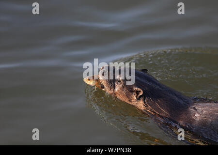 Wild gemeinsame Fischotter (Lutra lutra), Fisch, Thetford, Norfolk, UK, März Stockfoto