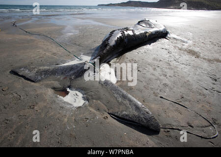 Kalb tot Südkaper (Eubalaena australis) auf Strand, Puerto Piramides, Golfo Nuevo, Halbinsel Valdes UNESCO Weltnaturerbe, Chubut, Patagonien, Argentinien, Atlantik, Oktober Stockfoto