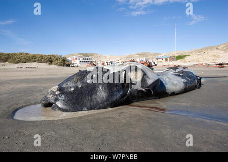 Kalb tot Südkaper (Eubalaena australis) auf Strand, Puerto Piramides, Golfo Nuevo, Halbinsel Valdes UNESCO Weltnaturerbe, Chubut, Patagonien, Argentinien, Atlantik, Oktober Stockfoto