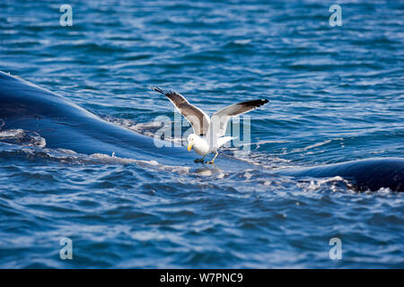 Seagull Fütterung auf die Haut der Right Whale (Eubalena Australis) beim Planschleifen, Puerto Piramides, Golfo Nuevo, Halbinsel Valdes, Chubut, Patagonien, Argentinien, Atlantik, Oktober Stockfoto