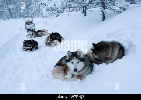 Siberian Husky Schlittenhunde im Schnee ruht, innen Riisitunturi Nationalpark, Lappland, Finnland Stockfoto