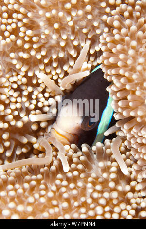 Gelb - Schwanz (anemonenfischen Amphiprion sebae), Anemone, Malediven, Indischer Ozean Stockfoto