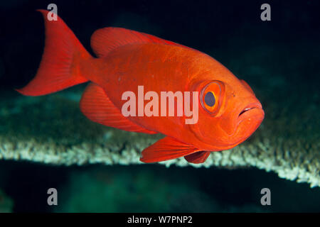 Crescent tail Großaugenthun (Priacanthus hamrur) Malediven, Indischer Ozean Stockfoto