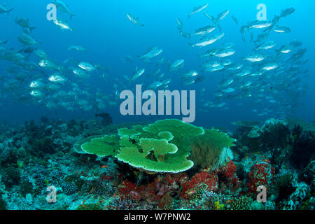 Schwarm von Großaugen Makrelen (Caranx sexfasciatus) Schwimmen über das Riff, Malediven, Indischer Ozean Stockfoto