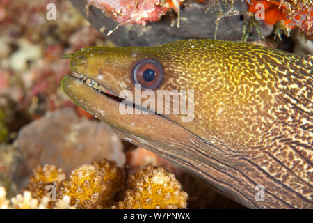 Riesige Muränen (Gymnothorax javanicus) Malediven, Indischer Ozean Stockfoto