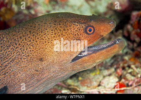 Riesige Muränen (Gymnothorax javanicus) Malediven, Indischer Ozean Stockfoto