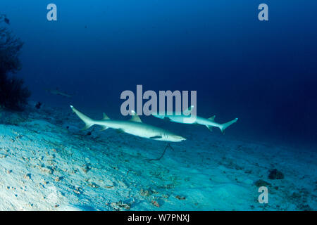 Zwei Weißspitzen-Riffhaie (Triaenodon obesus) Schwimmen aneinander vorbei, Malediven, Indischer Ozean Stockfoto