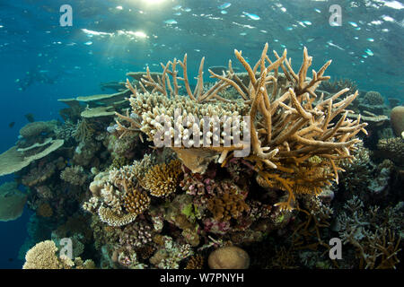 Riff bedeckt mit Hartkorallen, Brush Coral (Acropora hyacinthus) Robuste Acropora Acropora (robusta) und andere Acropora, Malediven, Indischer Ozean Stockfoto