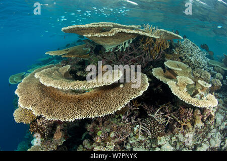 Riff bedeckt mit Hartkorallen, Brush Coral (Acropora hyacinthus) Robuste Acropora Acropora (robusta) und andere Acropora, Malediven, Indischer Ozean Stockfoto