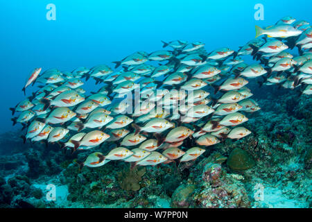 Schwarm von Buckelwalen Red Snapper (Lutjanus gibbus) Malediven, Indischer Ozean Stockfoto