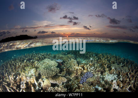 Riff unter der Oberfläche von seichten Gewässern, bei Sonnenuntergang, bedeckt mit Hartkorallen, Pinsel Coral (Acropora Hyacinthus) robuste Acropora (Acropora Robusta) und andere Acropora, Malediven, Indischer Ozean Stockfoto