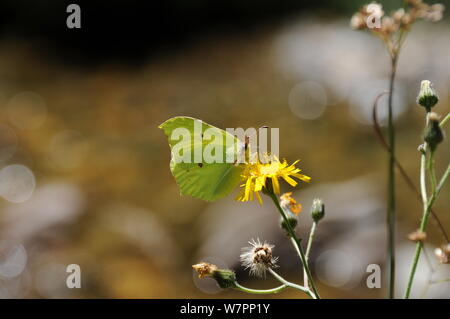 Gemeinsame Schwefel auf einer Blüte Nektar saugen Stockfoto
