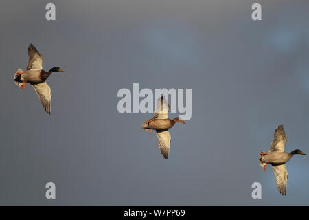 Drei Stockente (Anas platyrhynchus) im Flug. Strumpshaw Fen RSPB, Norfolk, UK, November. Stockfoto