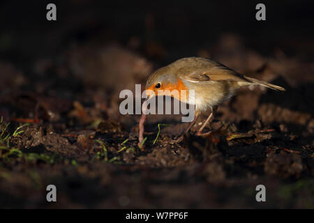 Europäische Robin (Erithacus Rubecula) Ziehen ein Wurm. Strumpshaw Fen RSPB, Norfolk, UK, November. Stockfoto