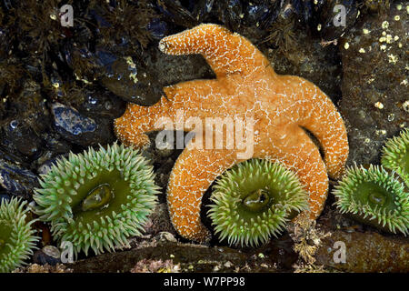 Ocker Sea Star (Pisaster Ochraceus) und Seeanemonen. Der Olympische National Park. Washington, USA, Juli. Stockfoto