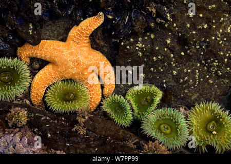 Ocker Sea Star (Pisaster Ochraceus) und Seeanemonen. Der Olympische National Park. Washington, USA, Juli. Stockfoto