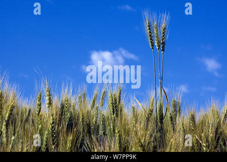 Gerste (Hordeum vulgare) Feld in Eastern Washington. Washington, USA, August. Stockfoto