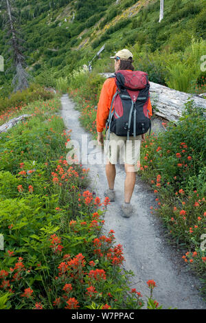 Menschen wandern entlang der Begrenzung Trail #1 unten Norwegen Pass in Mount St. Helens National Volcanic Monument, Washington, USA. August 2011. Model Released. Stockfoto