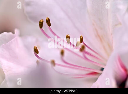 Rhododendron (Rhododendron sp.) Blüte und Antheren. Washington, USA, April 2012. Stockfoto