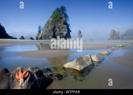 Ocker Sea Star (Pisaster Ochraceus) bei Ebbe am Punkt der Bögen. Der Olympische National Park. Washington, USA, August. Stockfoto