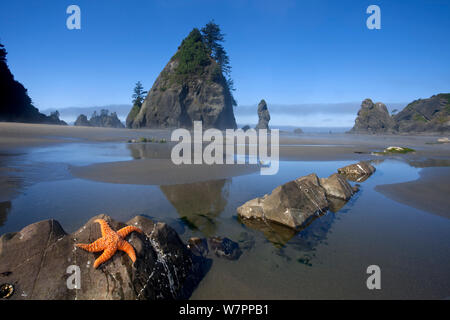 Ocker Sea Star (Pisaster Ochraceus) bei Ebbe am Punkt der Bögen. Der Olympische National Park. Washington, USA, August. Stockfoto