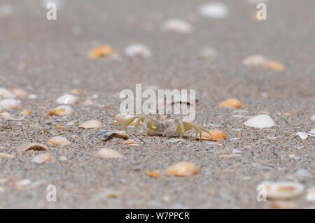 Atlantic ghost Crab am Strand Stockfoto